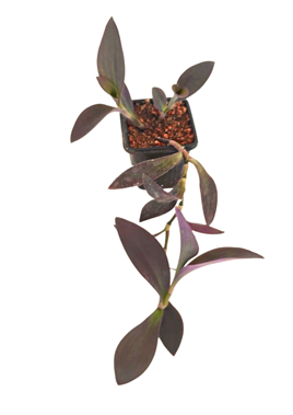 Mor Telgraf Çiçeği Tradescantia pallida purple heart